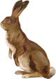 bunny